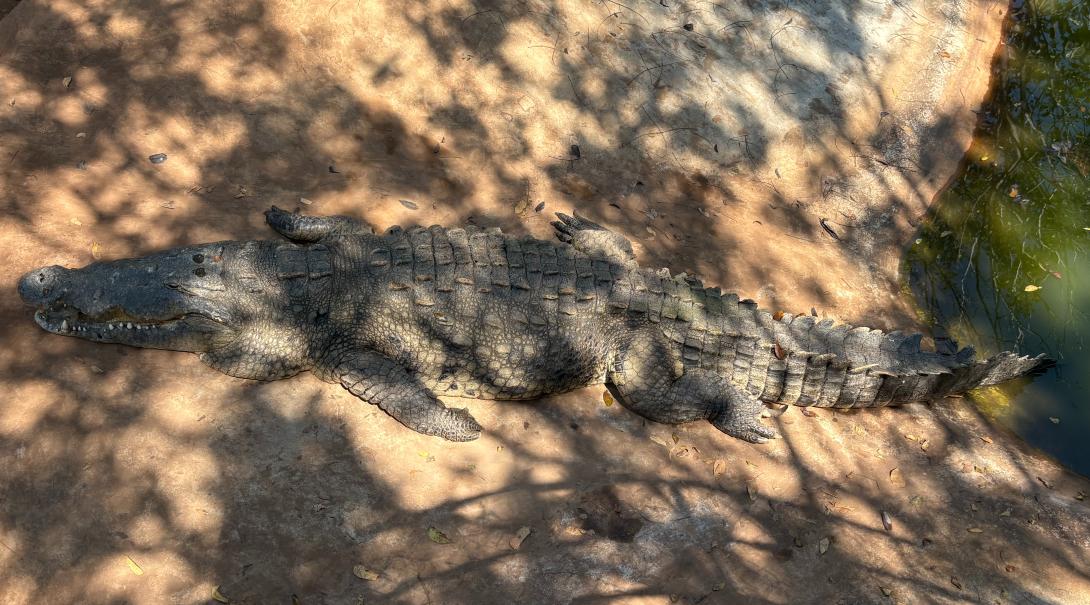 Crocodile at the crocodile sanctuary